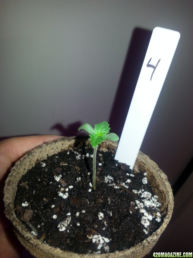 Seedling 4