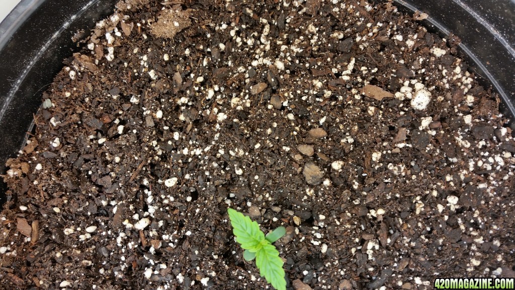 Seedling #5 - Day 8