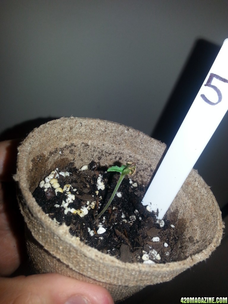 Seedling 5