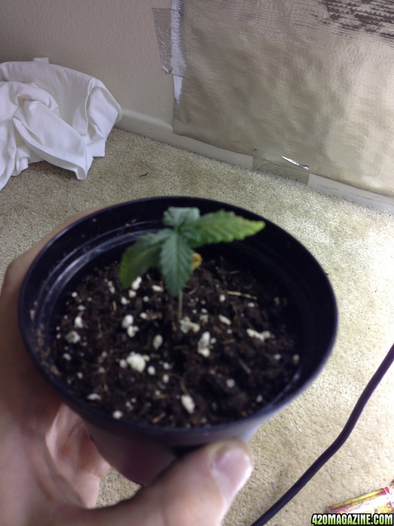 Seedling 7/8/2013