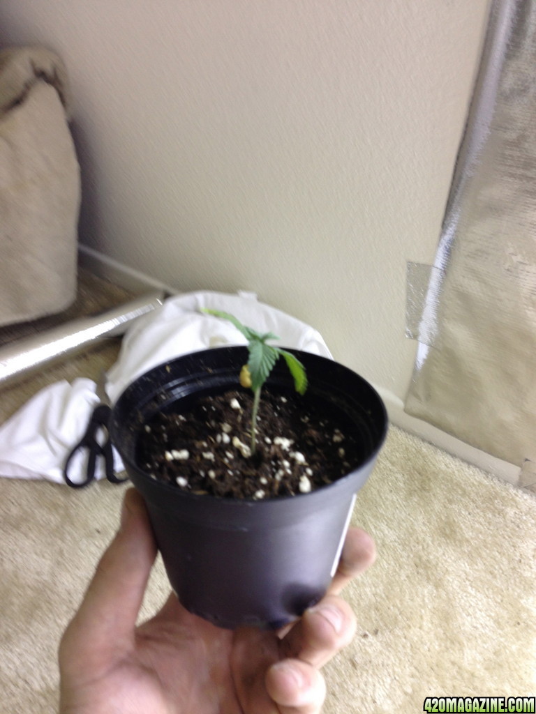 Seedling 7/8/2013