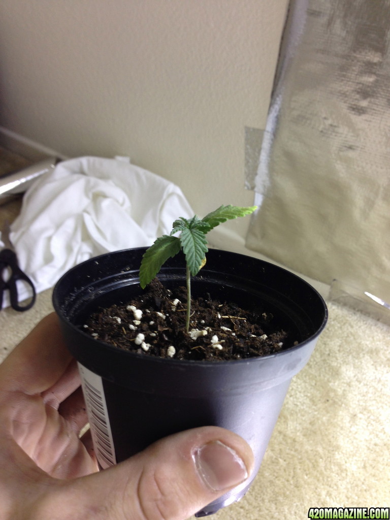 Seedling 7/8/2013