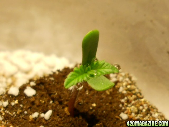 seedling close up 8-29