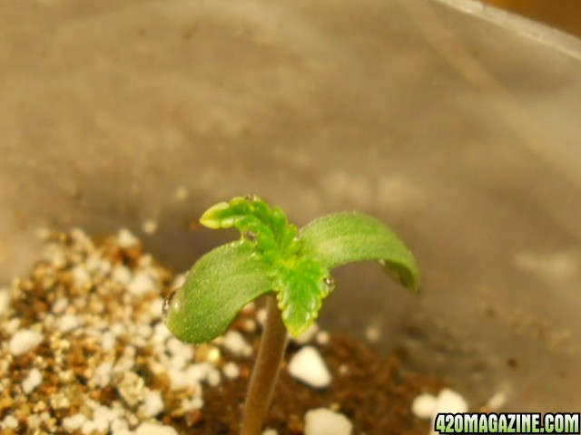 seedling close up 8-29