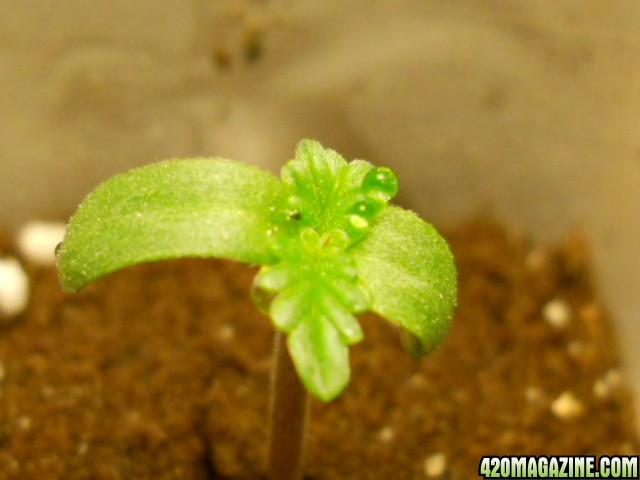 seedling close up 8-29