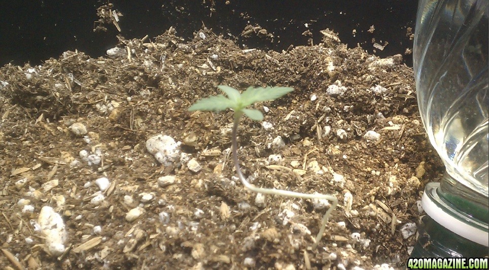 seedling closeup