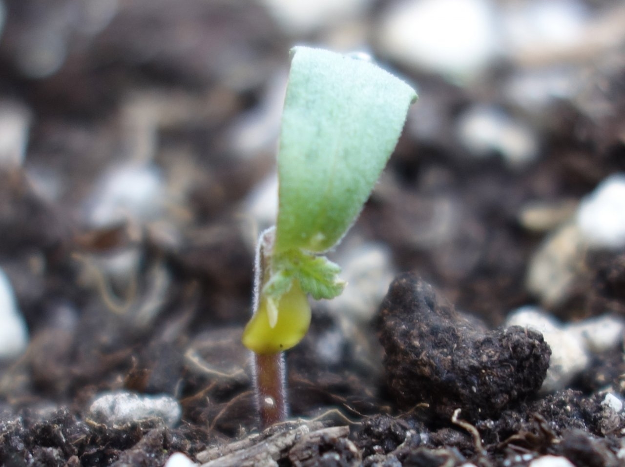 Seedling damaged by shell case membrane that stopped her growth