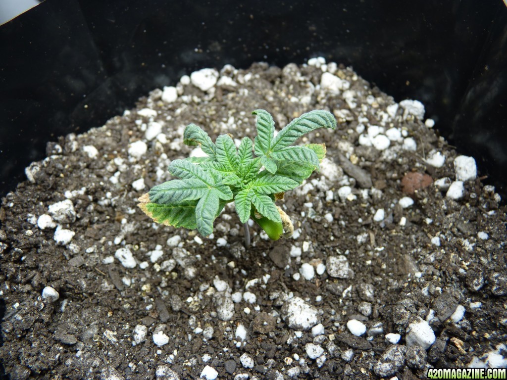 Seedling Day 17