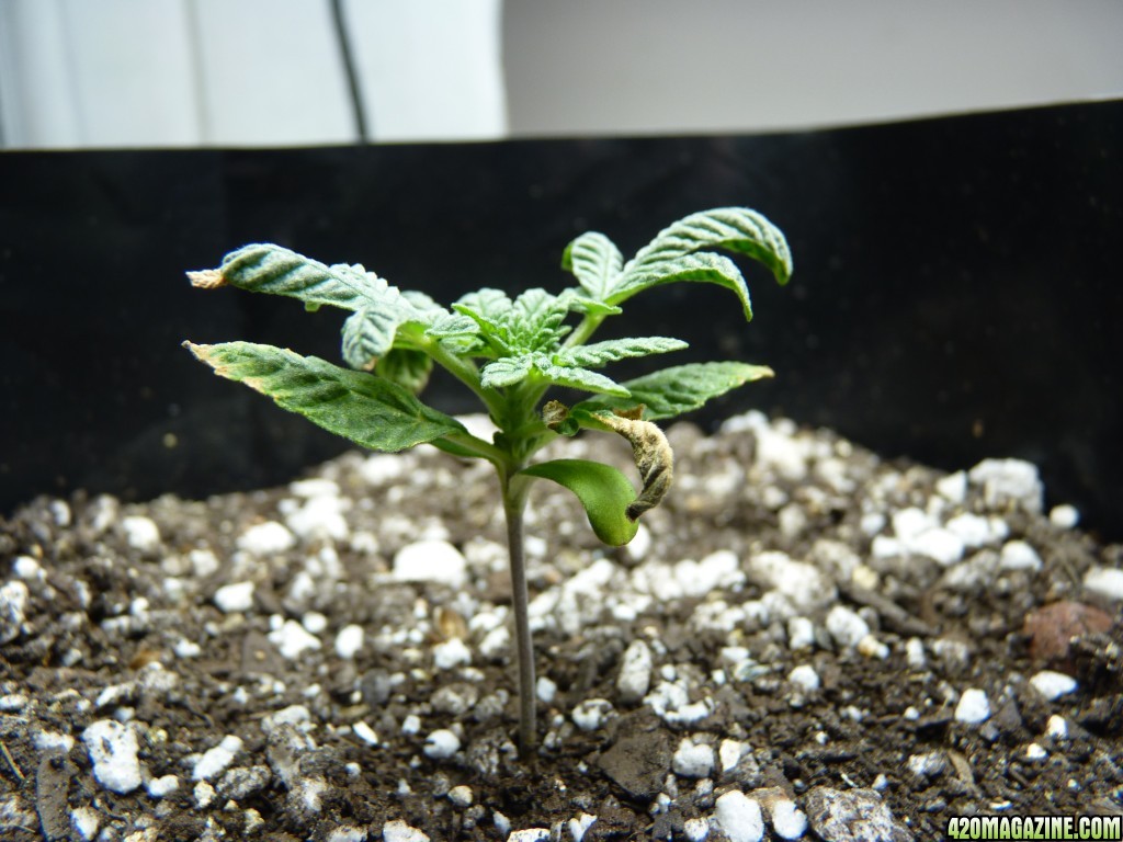 Seedling Day 17