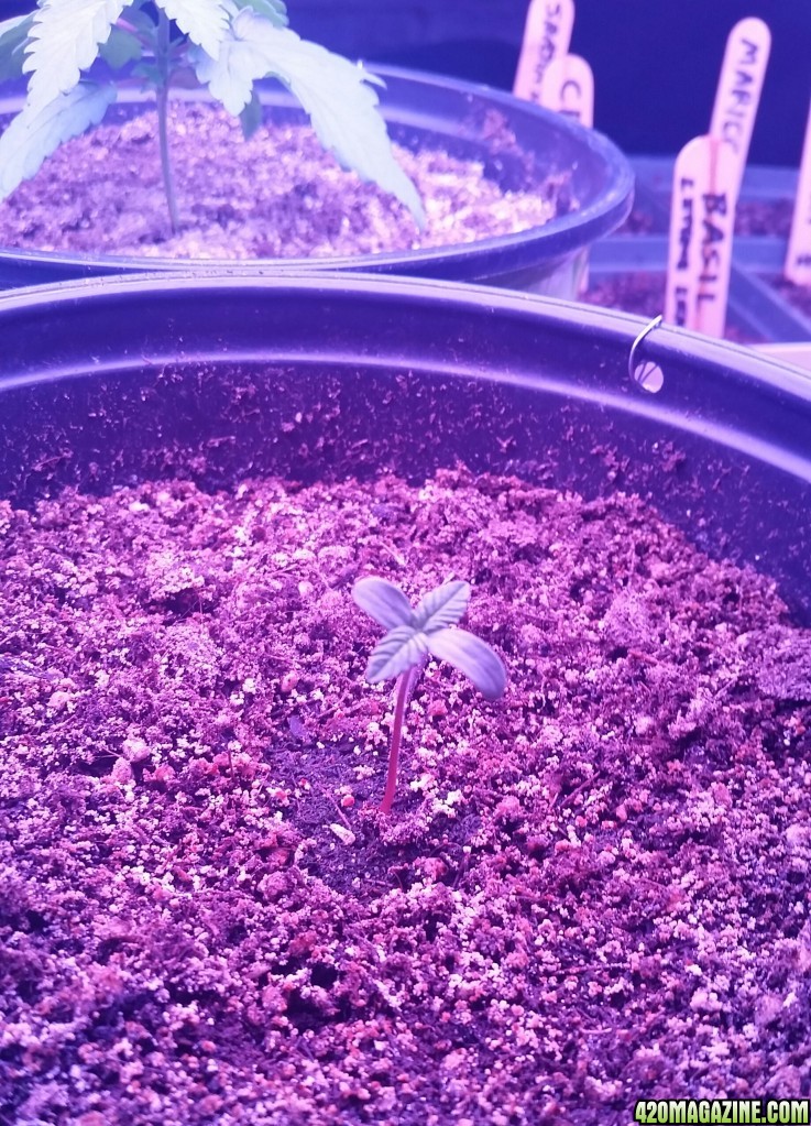 Seedling - day 8 after planting