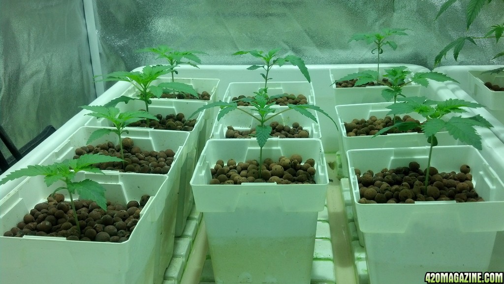 Seedling Development