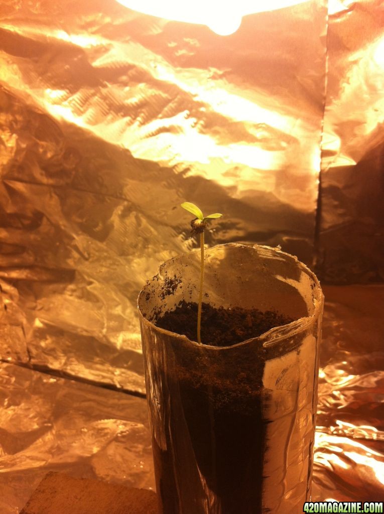 Seedling in Soil