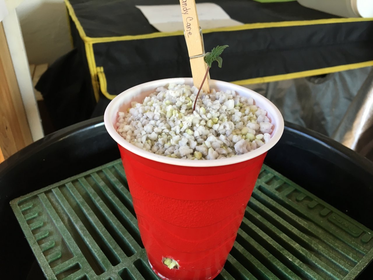 Seedling in Solo cup