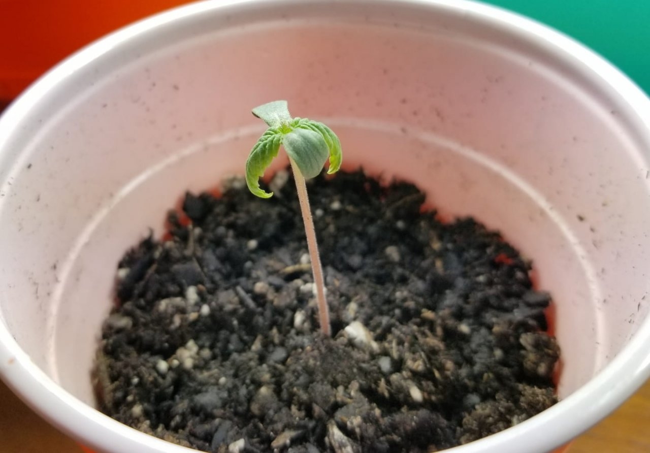 seedling.jpg