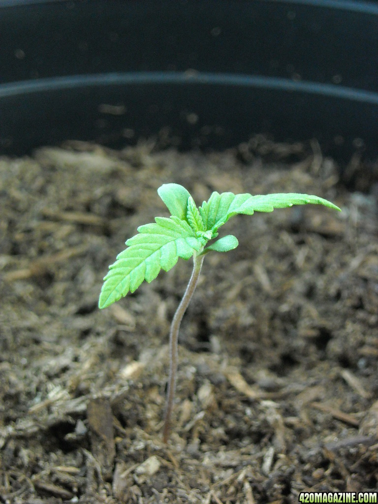 Seedling on August 22, 2013