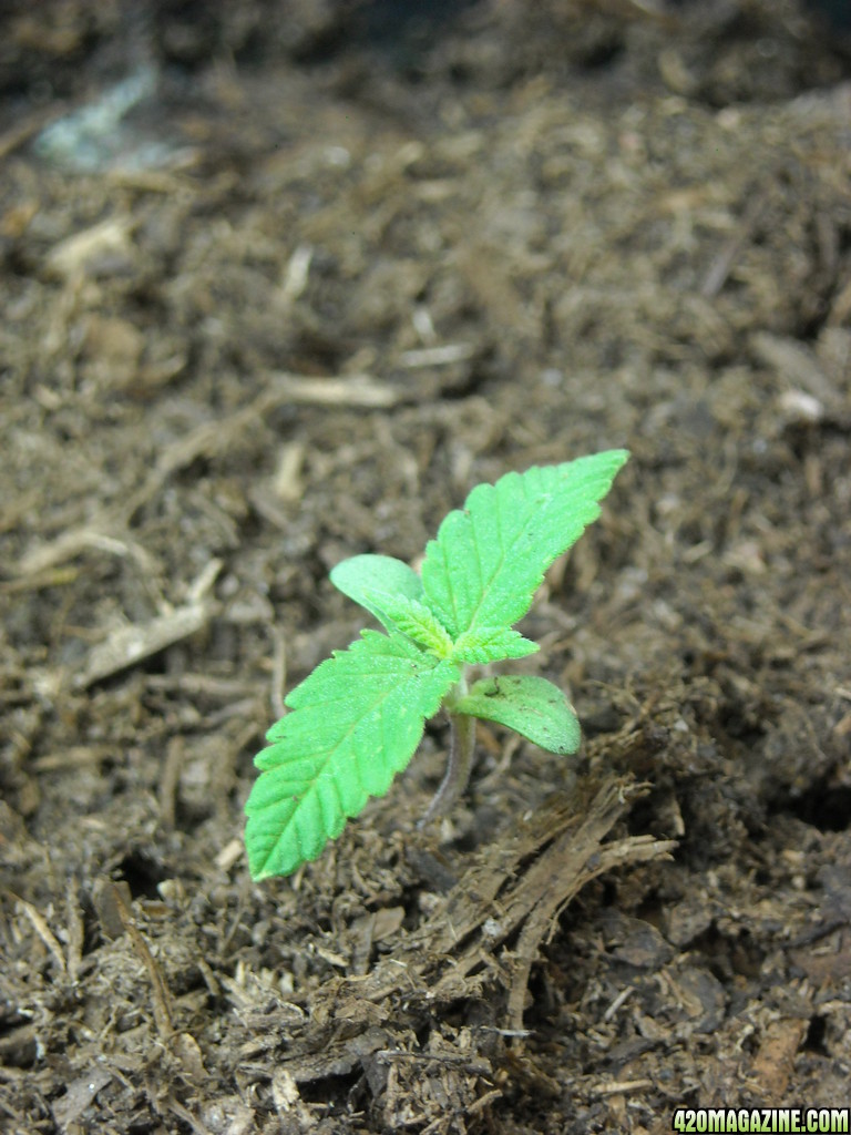 Seedling on August 22, 2013