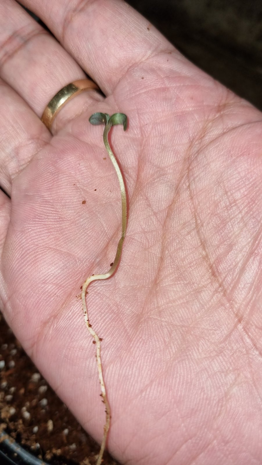 seedling root.jpg