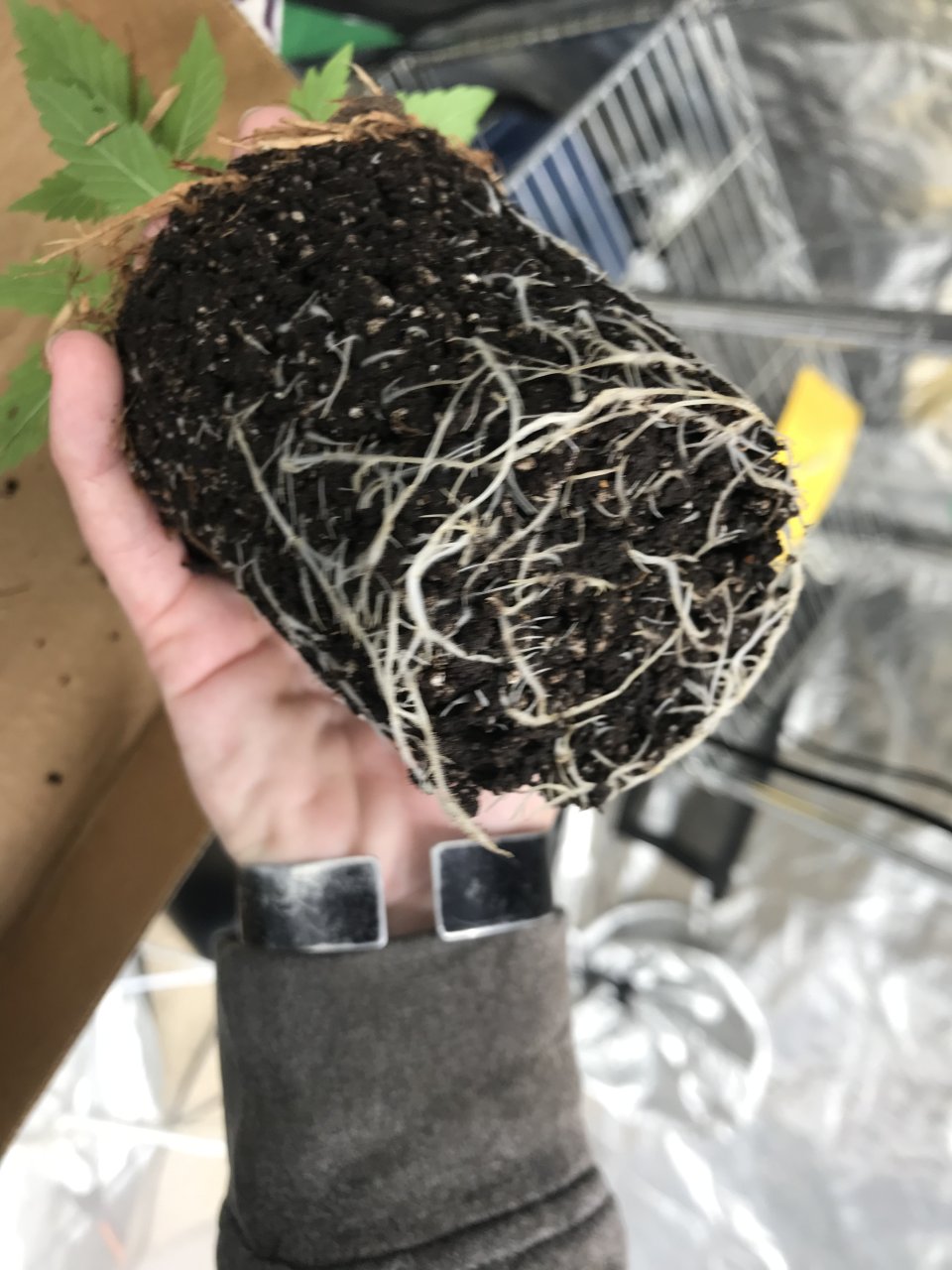 Seedling Roots