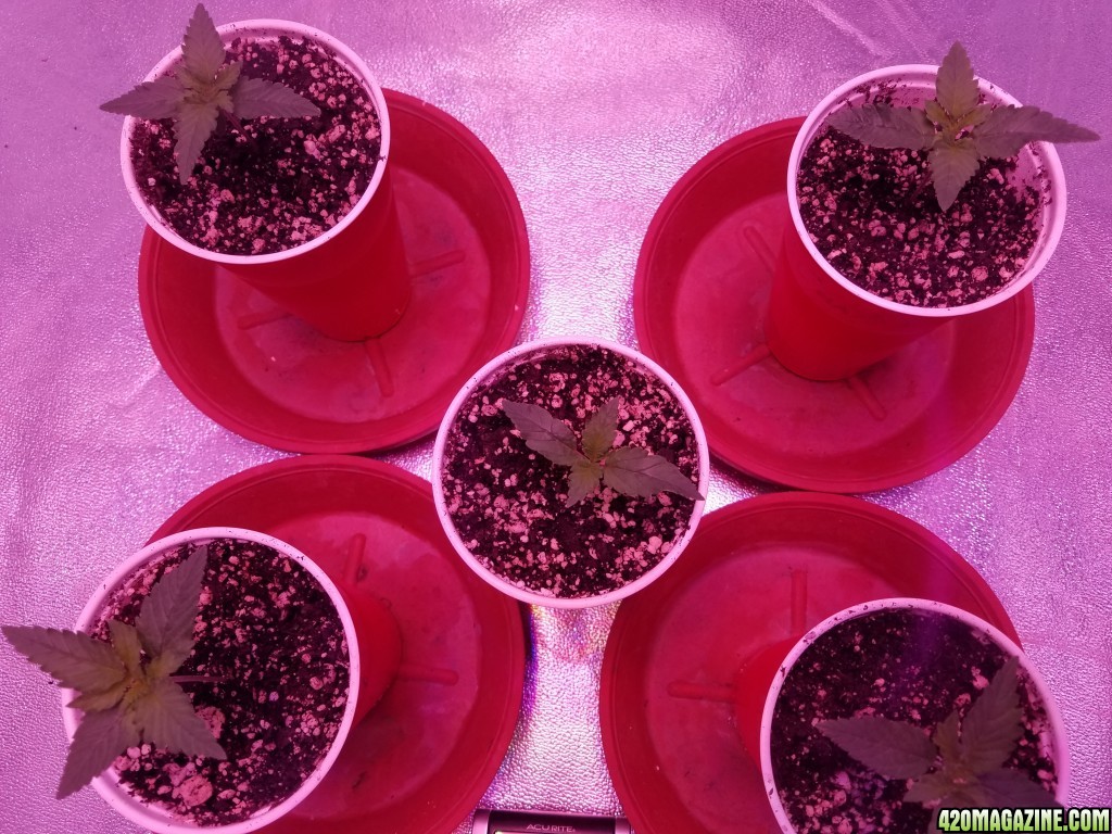 Seedling Stage LSD HFP DC