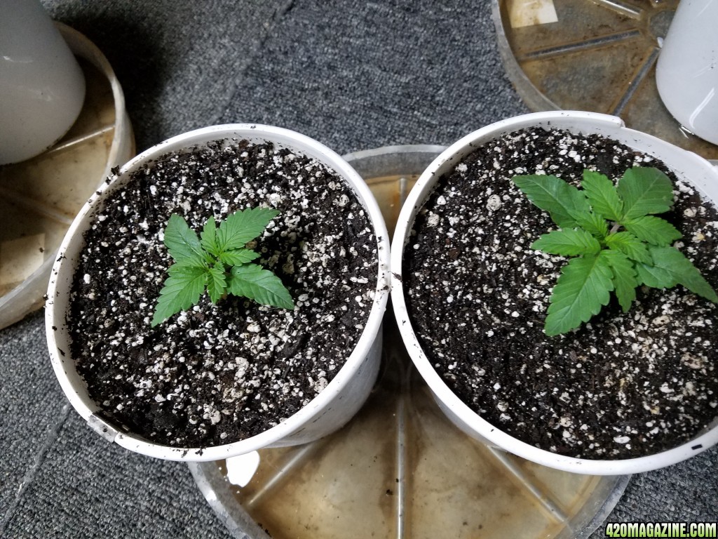 Seedling Stage LSD HFP DC