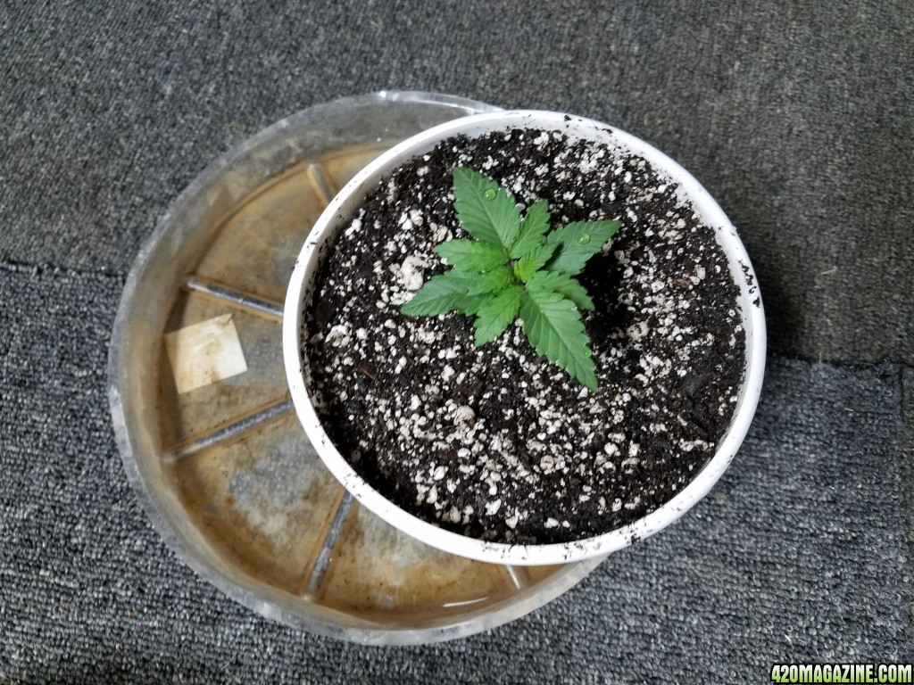 Seedling Stage LSD HFP DC