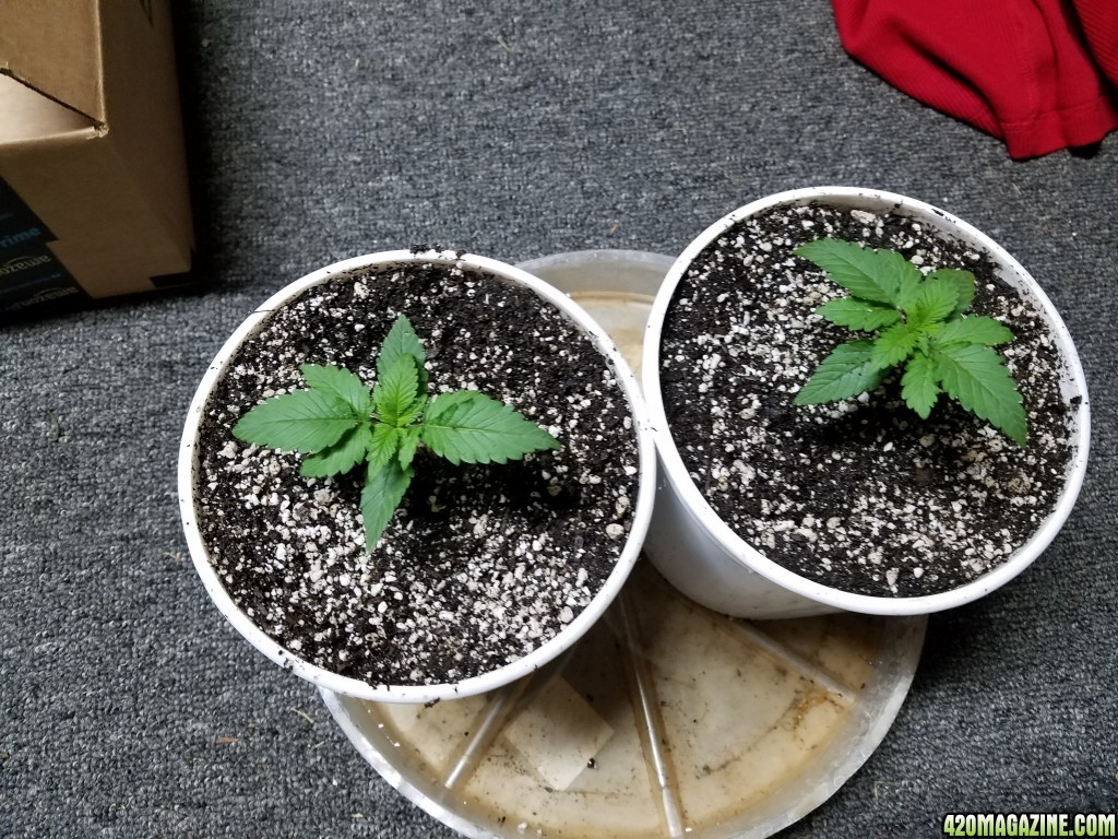 Seedling Stage LSD HFP DC