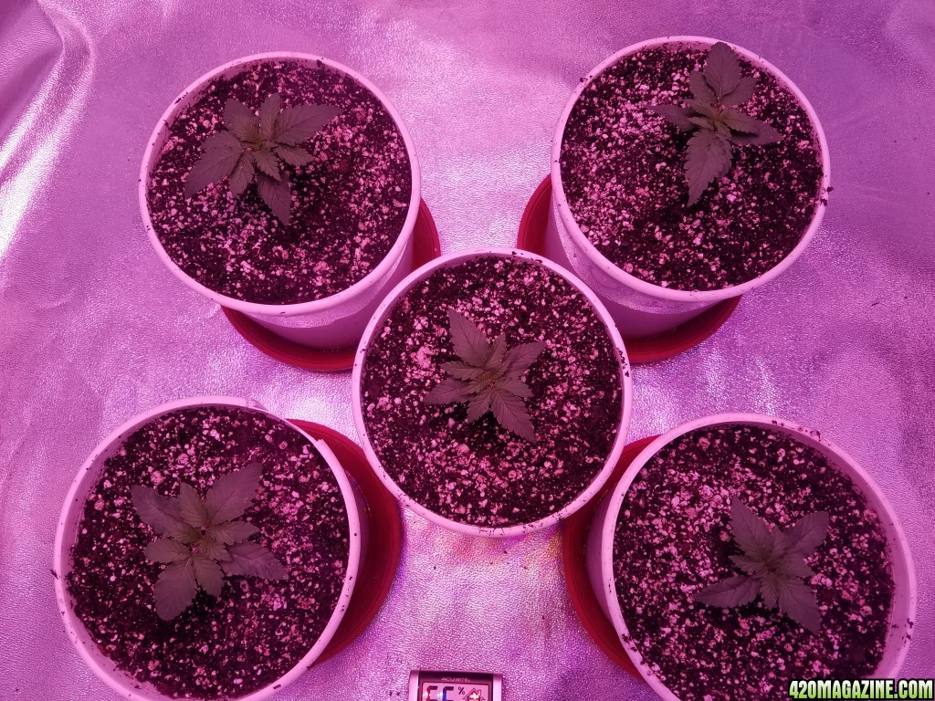 Seedling Stage LSD HFP DC