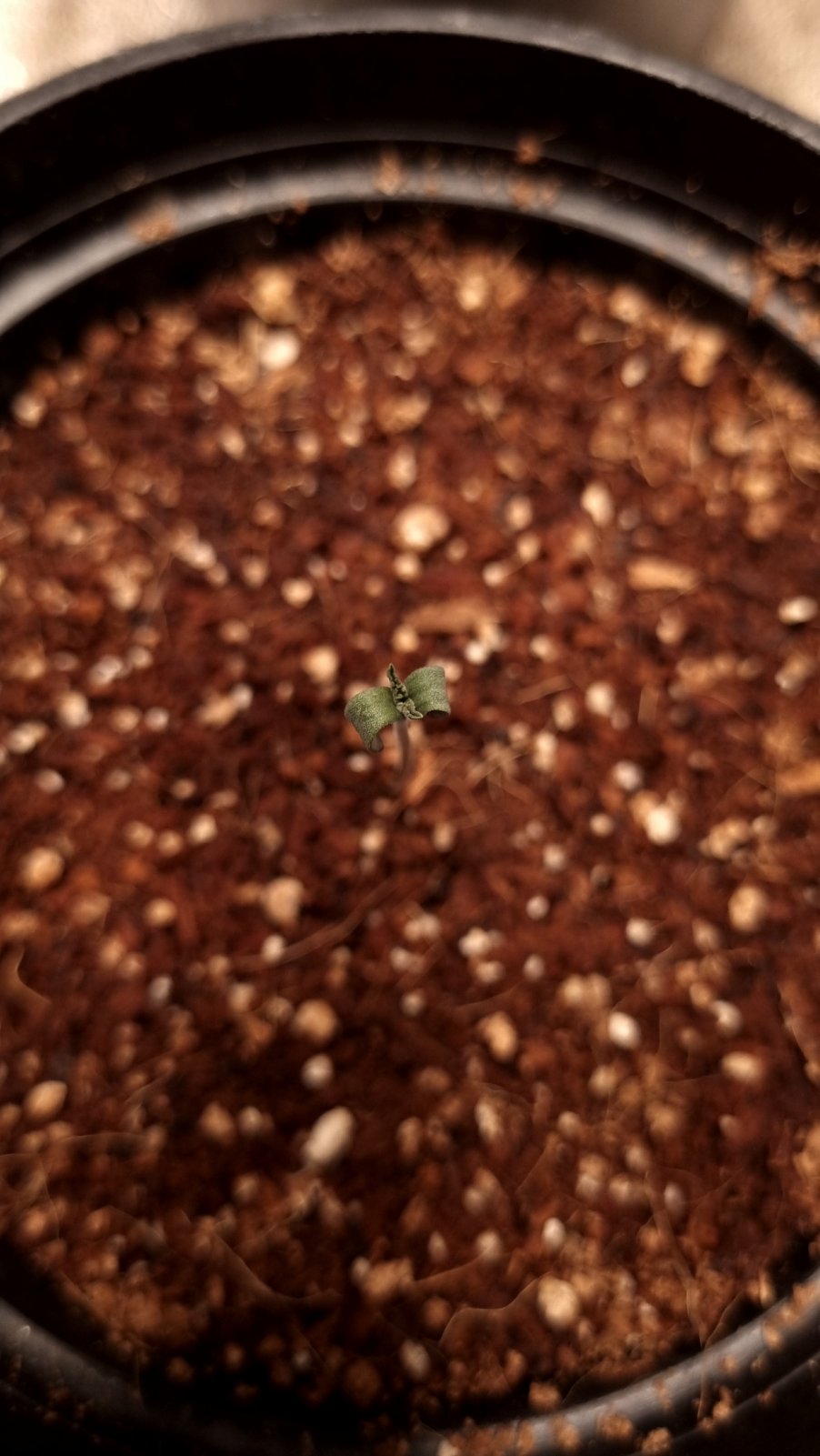 seedling standing.jpg