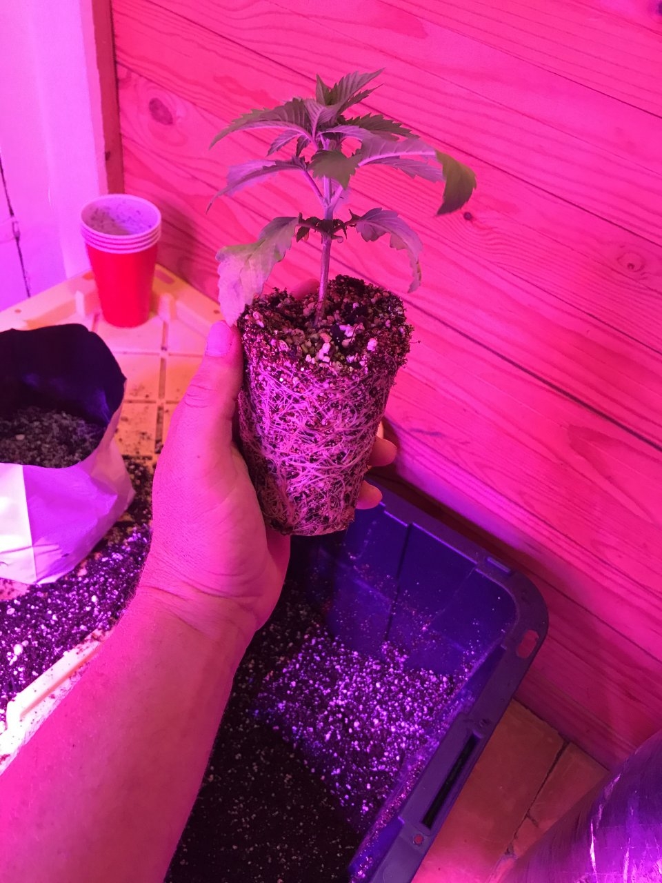 Seedling transplant