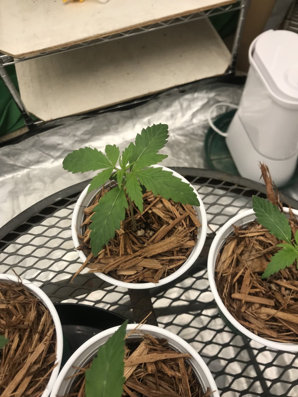 Seedling trouble