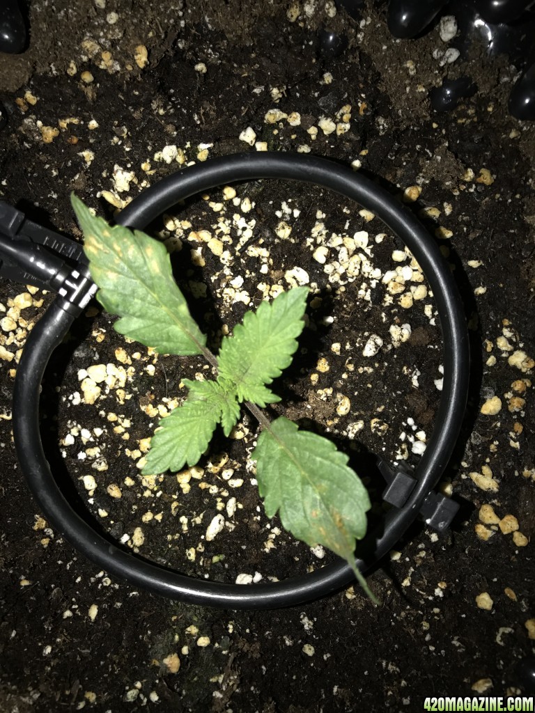 Seedling with deficiencies