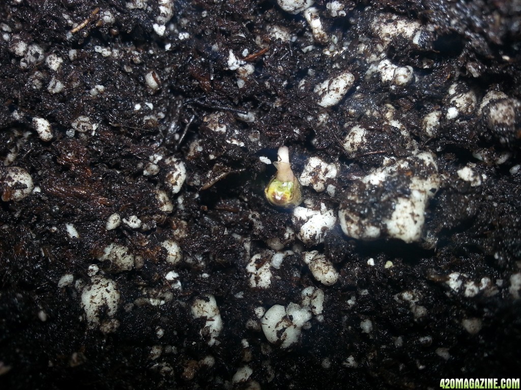 Seedling with Membrane