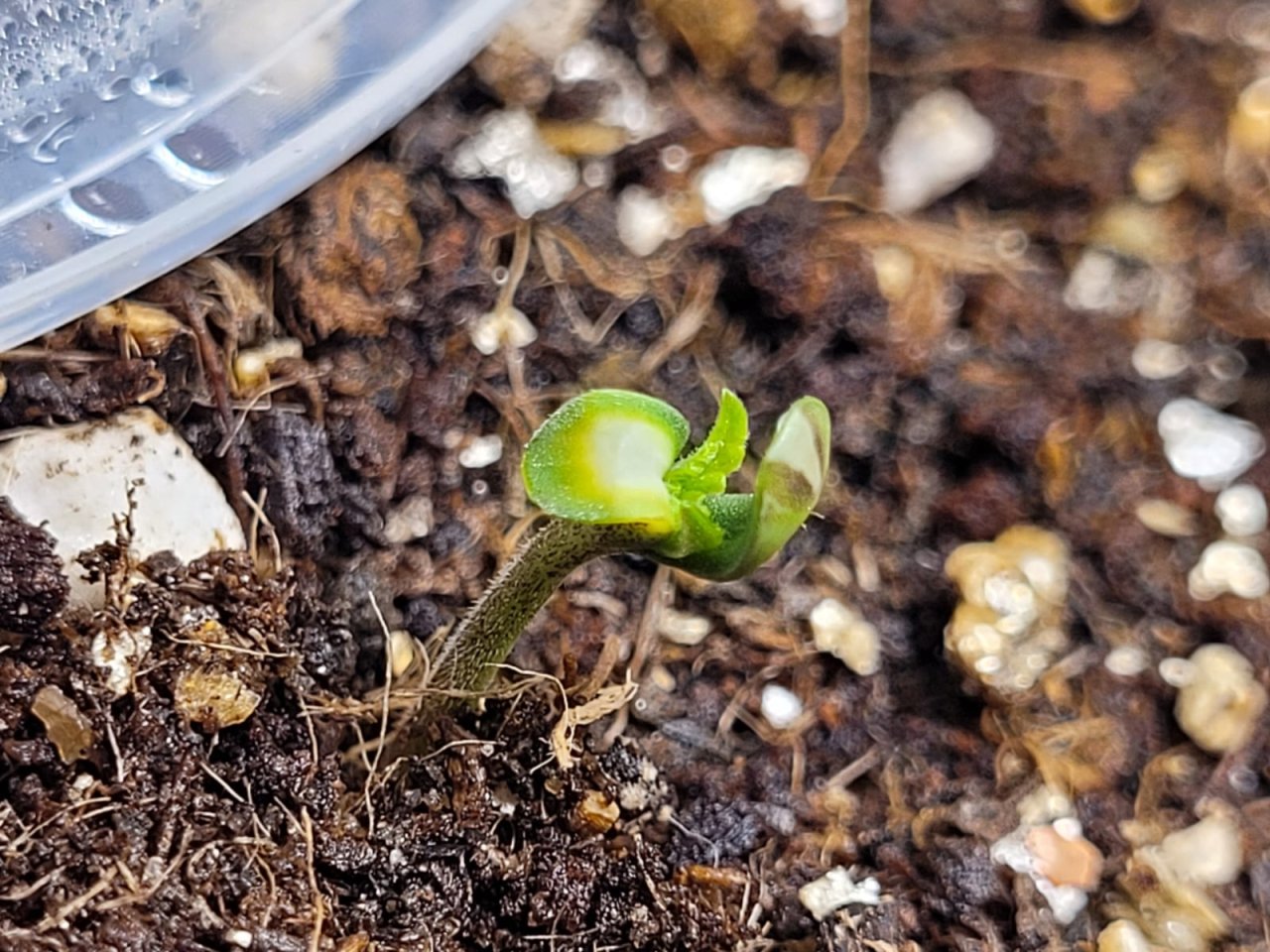 seedling with troubles 1