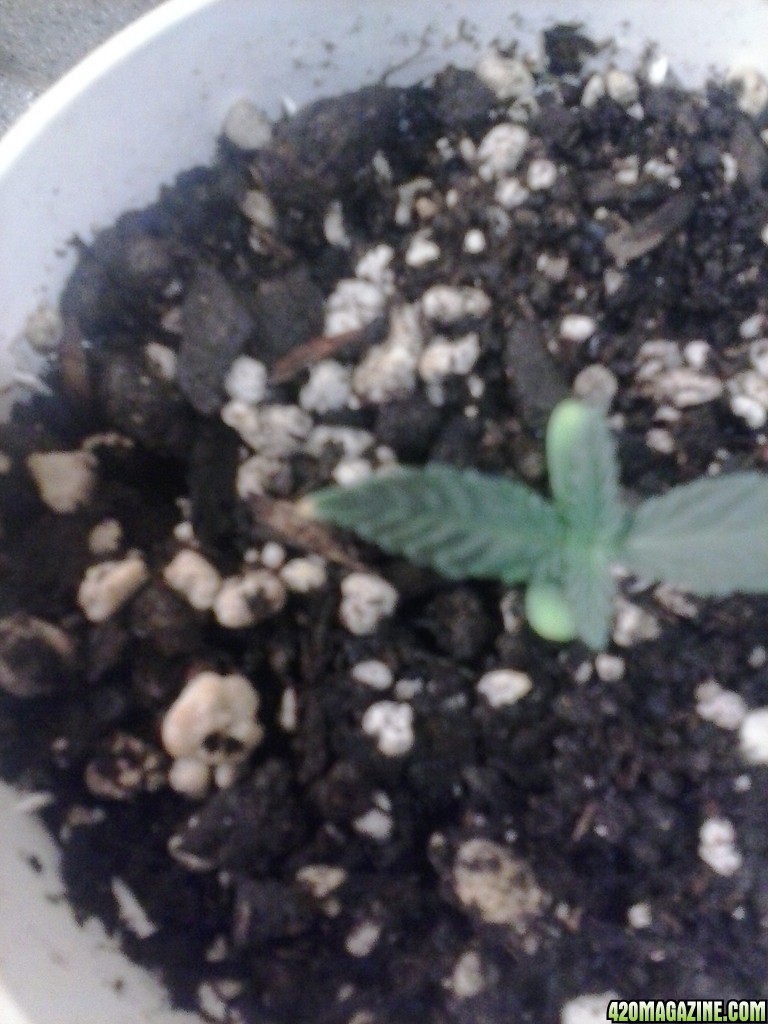 seedling with yellow tip