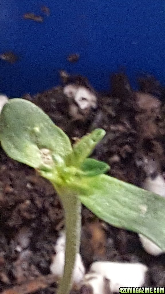 seedling