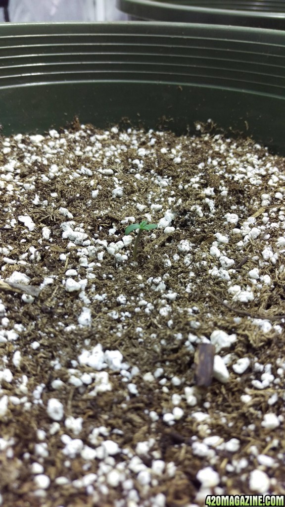 seedling