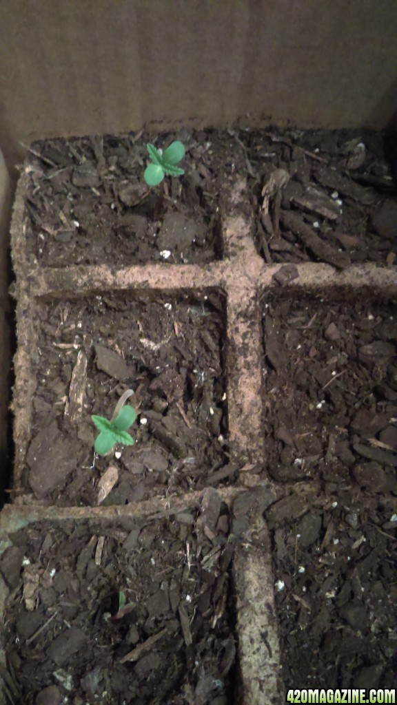 Seedling