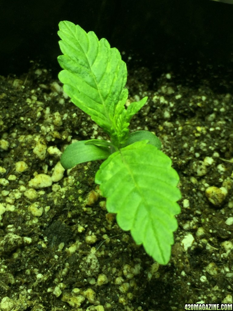 Seedling