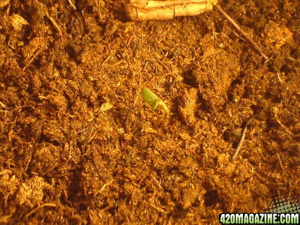 seedling