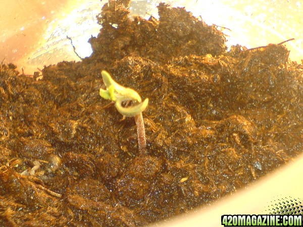 seedling