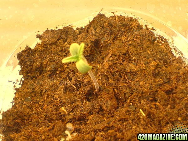 seedling