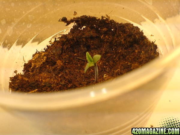 seedling