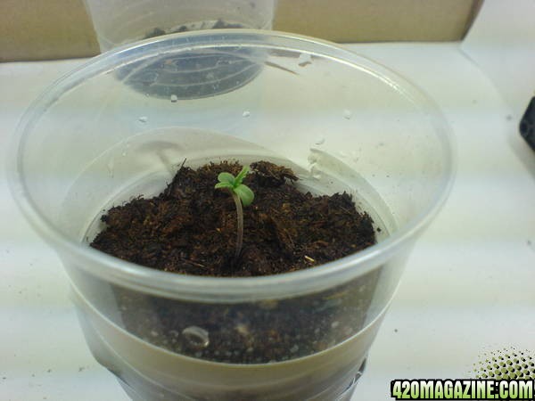 seedling