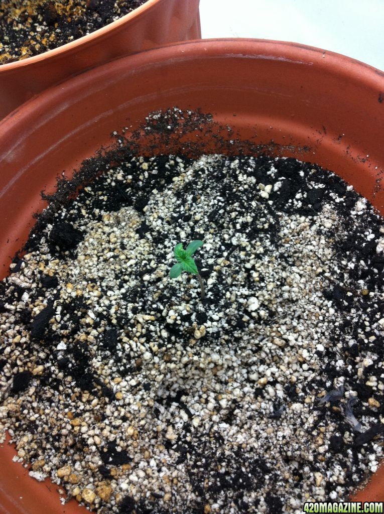 seedling