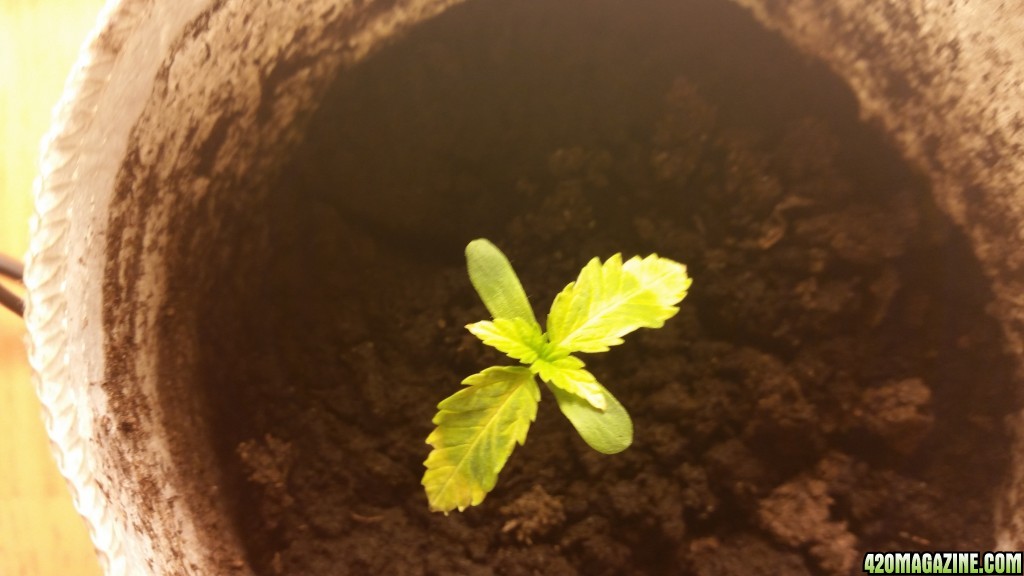 seedling