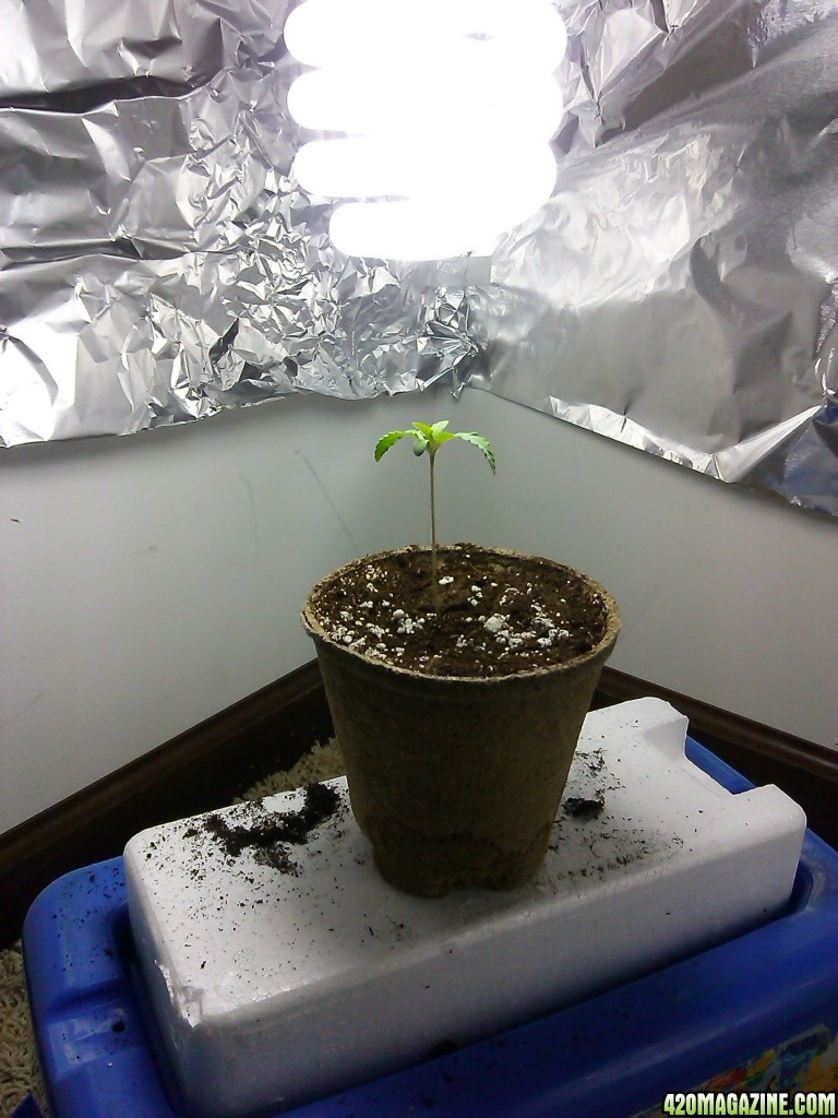 Seedling