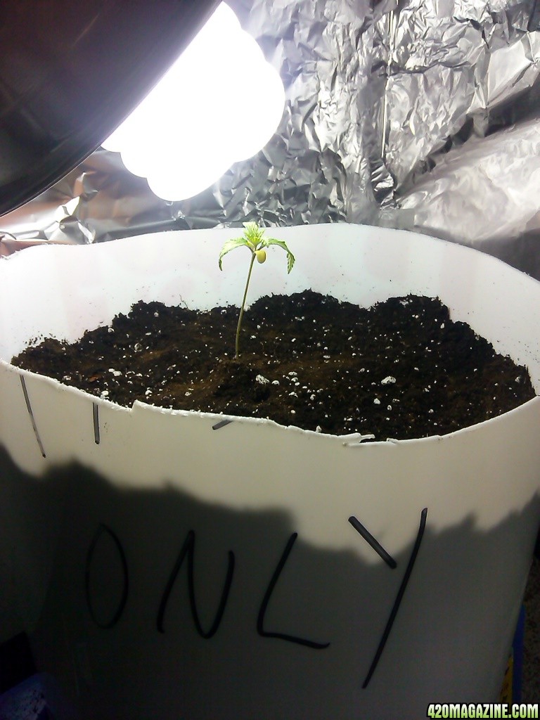 Seedling