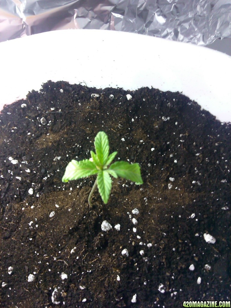 Seedling