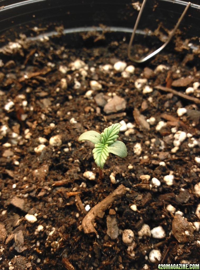 Seedling