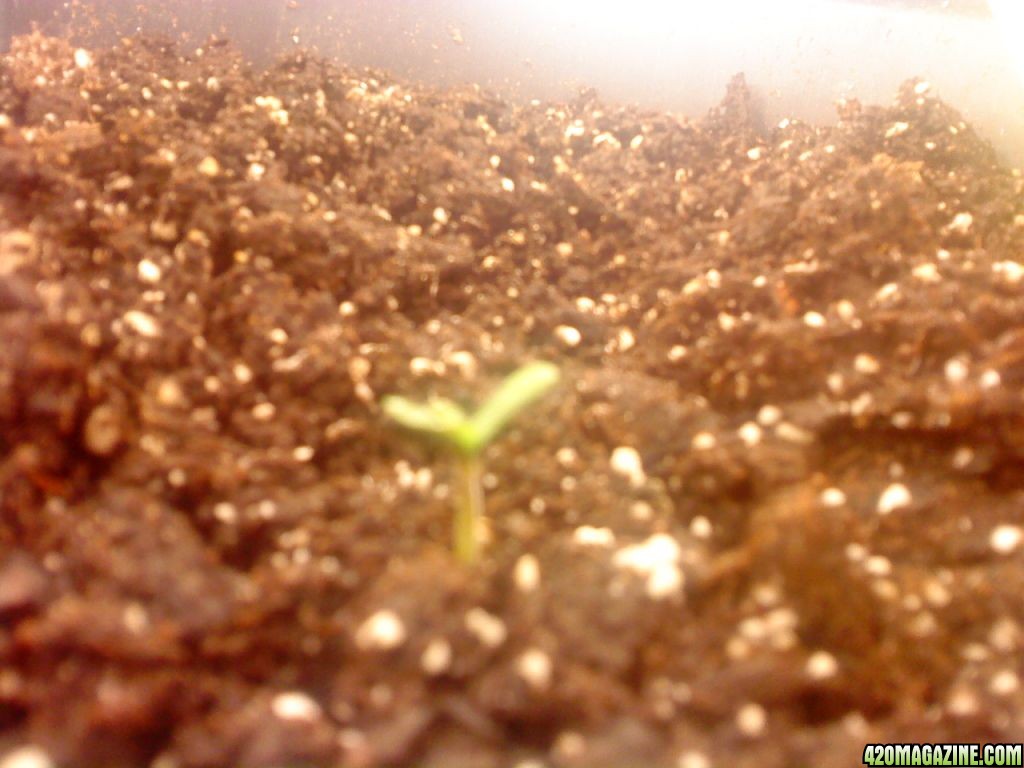 seedling